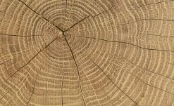 Vitrine Cortina | Weiß / Eiche Altholz (Nachbildung) -Kommode & Sideboards Verkäufe 12204468 8 202106232232