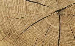 Vitrine Cortina | Weiß / Eiche Altholz (Nachbildung) -Kommode & Sideboards Verkäufe 12204469 4 201908222239