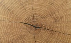 Vitrine Cortina | Schwarz / Eiche Altholz (Nachbildung) -Kommode & Sideboards Verkäufe 13207049 8 202206231234