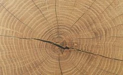 Vitrine Cortina | Schwarz / Eiche Altholz (Nachbildung) -Kommode & Sideboards Verkäufe 13207050 11 202206301235