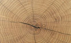 Vitrine Cortina | Schwarz / Eiche Altholz (Nachbildung) -Kommode & Sideboards Verkäufe 13207051 4 202206291057